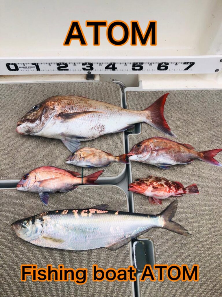 和歌山のタイラバ チャーター 遊漁船ATOM
