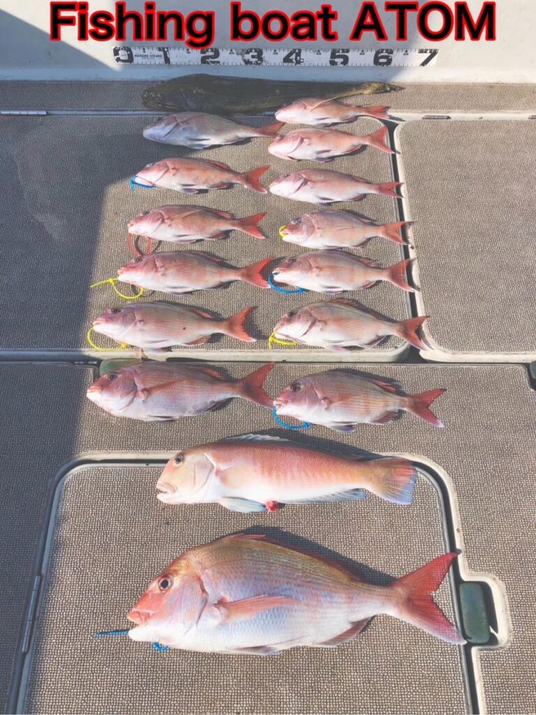 タイラバ釣果　真鯛　白甘鯛『ATOM』