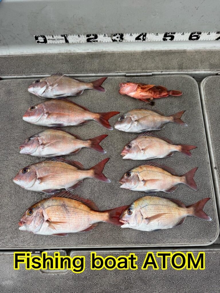 和歌山 タイラバ 遊漁船 ATOM