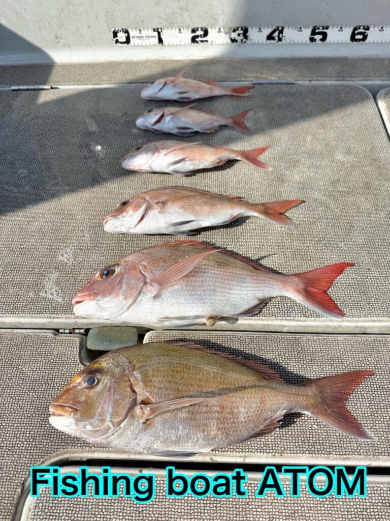 和歌山 タイラバ 遊漁船 ATOM