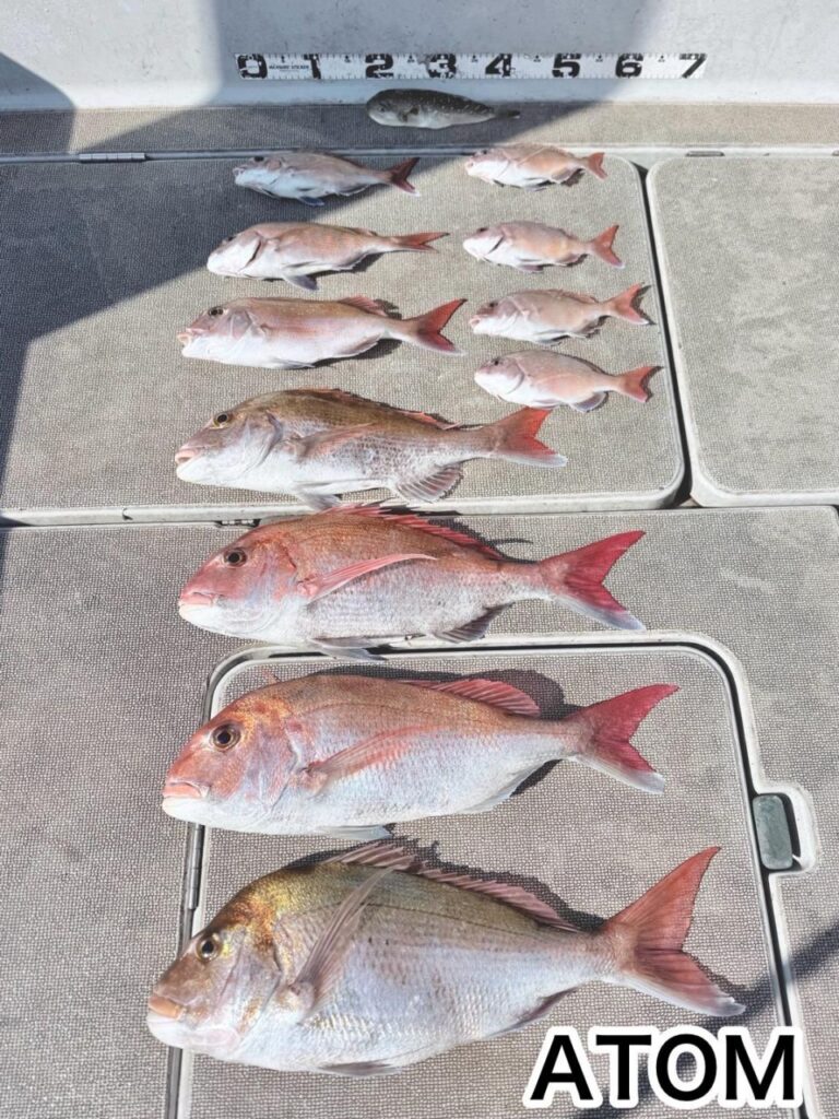 和歌山 タイラバ 遊漁船 ATOM