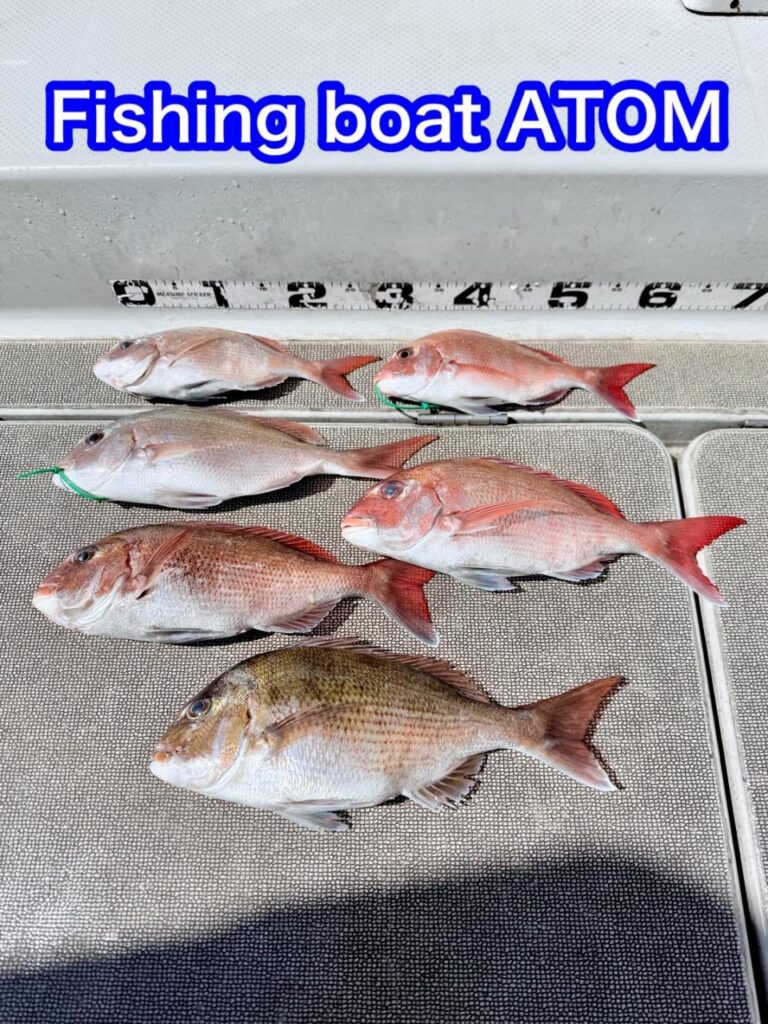 和歌山 タイラバ 遊漁船 ATOM